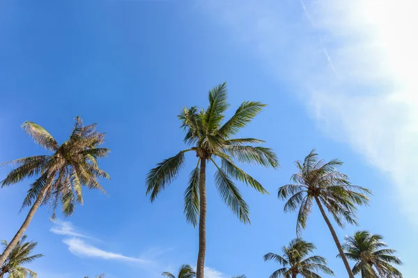 Grupo de palmeras de coco con fondo azul cielo, como verano ellos — Foto de Stock