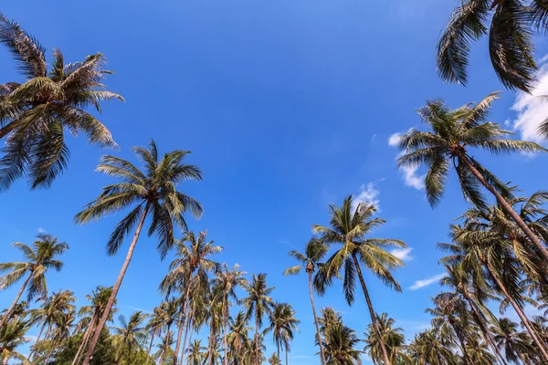 Grupo de palmeras de coco con fondo azul cielo, tema de verano — Foto de Stock