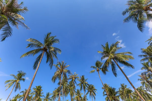 Grupo de palmeras de coco con fondo de cielo azul como tema de verano — Foto de Stock