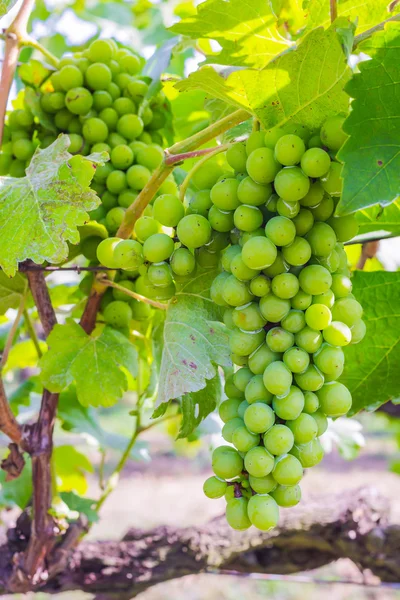 Trauben mit grünen Blättern — Stockfoto