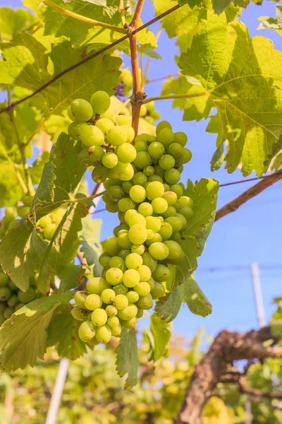 Trauben mit grünen Blättern — Stockfoto