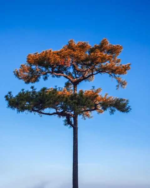Pinheiro ou Pinheiro árvore e céu azul — Fotografia de Stock