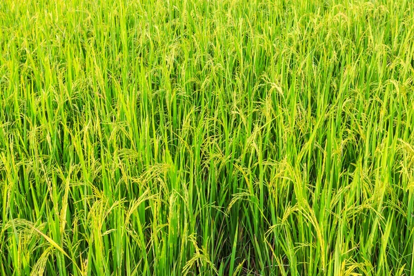 Campo di riso — Foto Stock