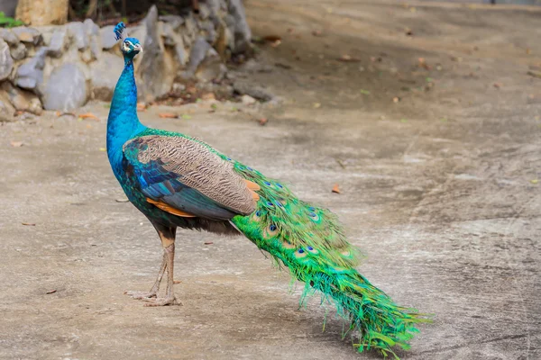 Portrait of beautiful peacock — Stock Photo, Image