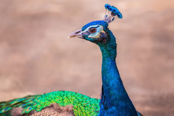 Beautiful peacock head close up — Stock Photo, Image