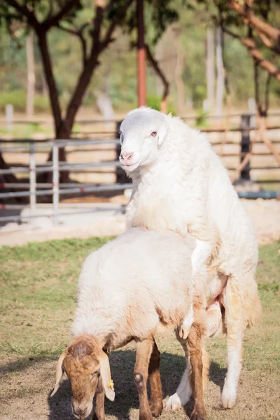 羊养殖 — 图库照片