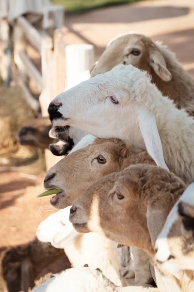 Вівці шукають годування — стокове фото