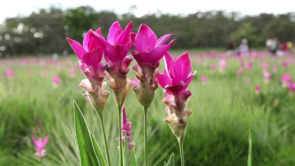 Nomes de flores Siam tulipa stand no campo verde — Vídeo de Stock