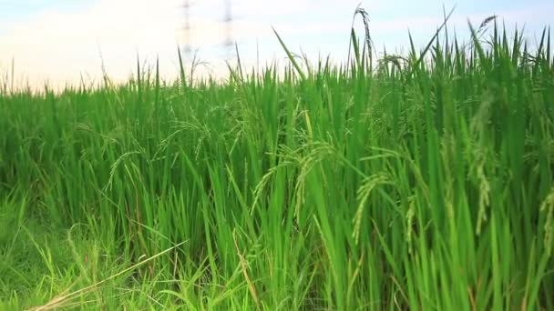 Rice field dolly shot, from right to left — Stock Video