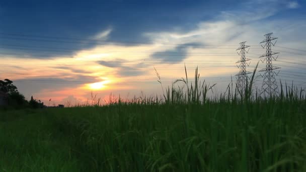 Pólo elétrico, torres de alta tensão e pôr do sol céu em verde arroz arquivado dolly shot — Vídeo de Stock