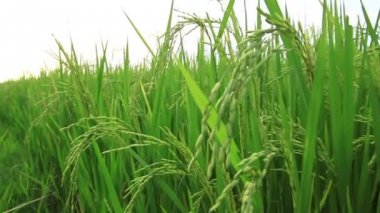 Pirinç alan dolly vurdu