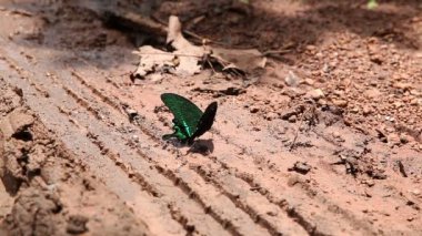 Tuzlu toprak ve çiş yere yeme kelebekler
