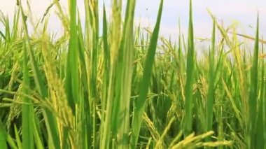 Elektrik direği, yüksek gerilim vurdu pirinç yeşil filed dolly vinç kuleleri.