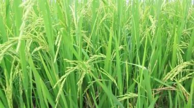 Pirinç alan vinç shot, üzerinden aşağı yukarı