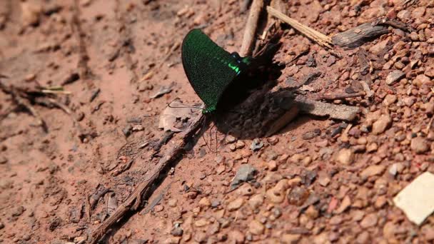 Butterflies eating salty soil and pee on the ground — Stock Video