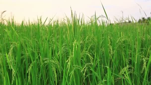 Rijst veld dolly geschoten, van rechts naar links — Stockvideo