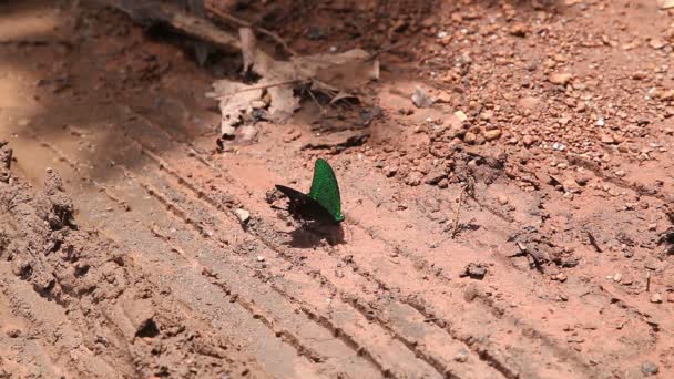 Vlinders eten zoute bodem en plassen op de grond — Stockvideo