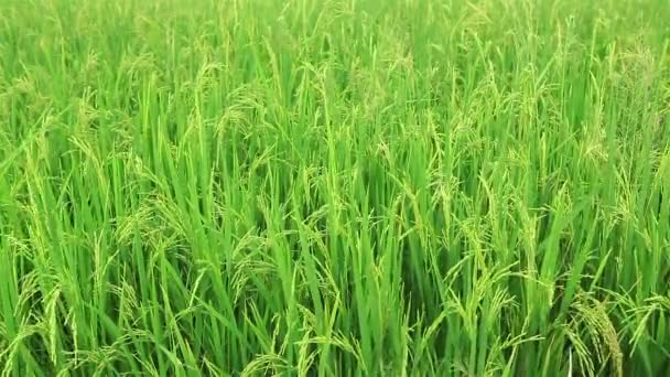 Champ de riz dans le vent 