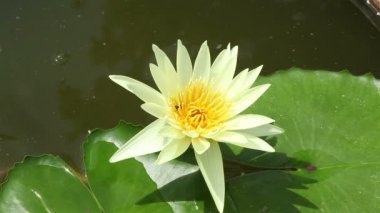 Lotus çiçeği, sarı renkli bir gölet ve arı