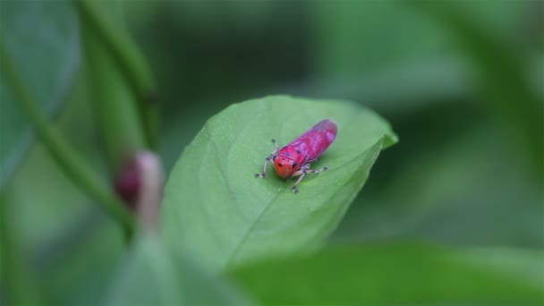 Red ladybug on green fresh leaf — Stock Video