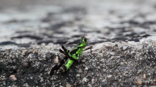 Närbild på grön gräshoppa — Stockvideo
