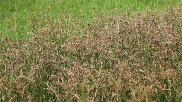 Groen veld beweging in de wind — Stockvideo