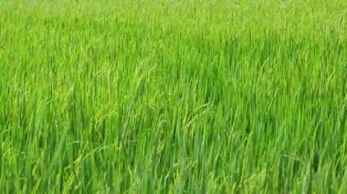 pirinç alan Rüzgar