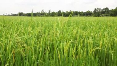 pirinç alan Rüzgar