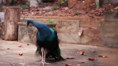 Hint tavuskuşu veya tavus kuşu stand ve yere tüylü soyunma