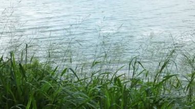 Nehirde rüzgarda hareketli çim tesisi