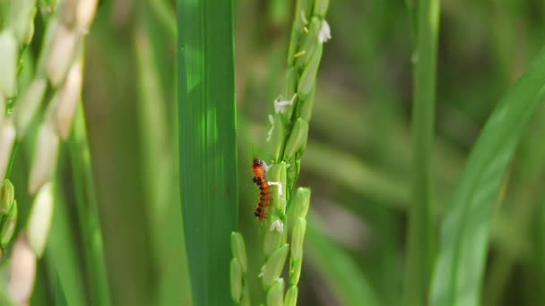 Plaga o gusano comer arroz, de cerca — Vídeo de stock