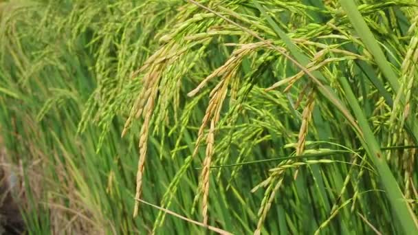 Rijst veld close-up en met de hand houden van zaad — Stockvideo