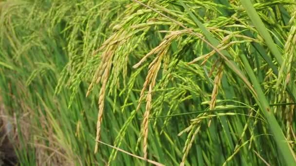 Champ de riz gros plan et main tenant des semences 
