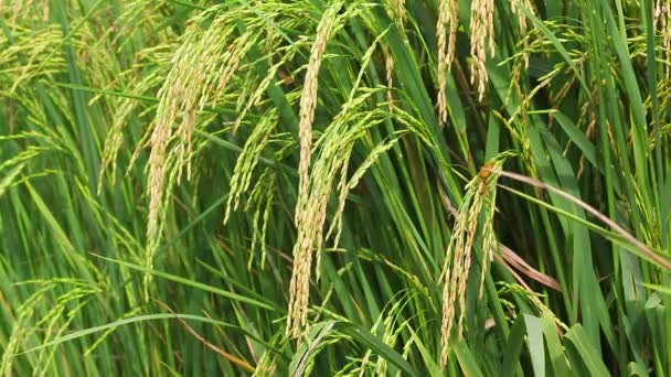 Champ de riz gros plan semences 