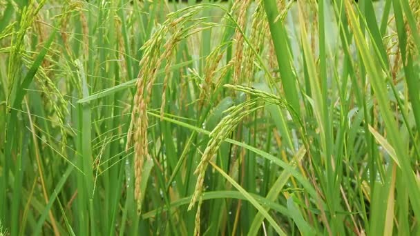 Champ de riz dans le vent, gros plan 