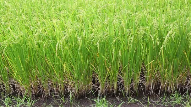 Campo de arroz en el viento — Vídeo de stock