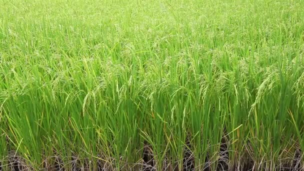 Champ de riz dans le vent 