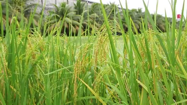 Campo de arroz en el viento, de cerca — Vídeos de Stock