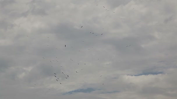 Recolección de aves en el cielo, silueta — Vídeo de stock