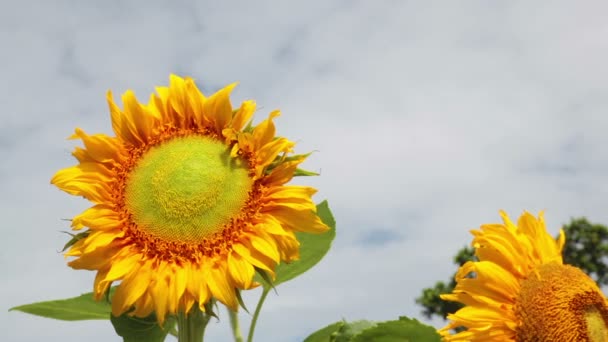 Zonnebloem en bewolkte hemel — Stockvideo