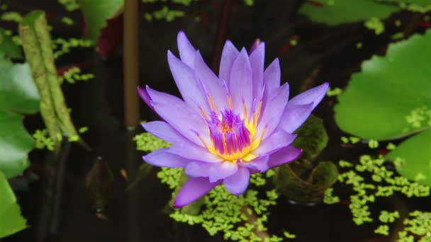 Flor de Loto, color violeta en un estanque — Vídeo de stock