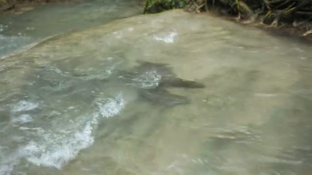 Рыба по кличке "Масир коряга" свирепствует в потоке (HD). взбираясь вверх по течению на водопад — стоковое видео