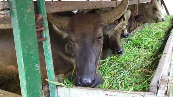 Buffalo och ko är i ladugården, äta mat, Paddock på gården — Stockvideo