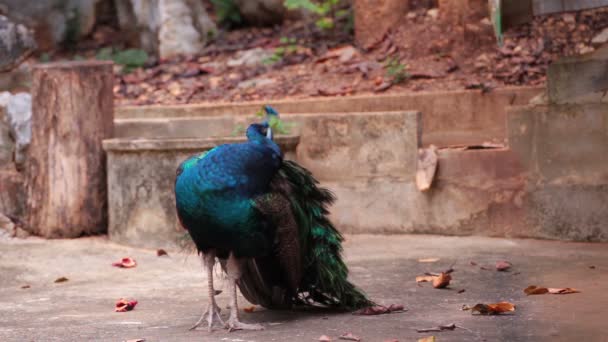 Indian Peafowl or peacock stand and dressing feathered on the ground — Stock Video