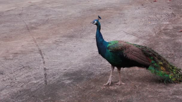 Indische Pauw of Peacock stand en lopen op de grond — Stockvideo