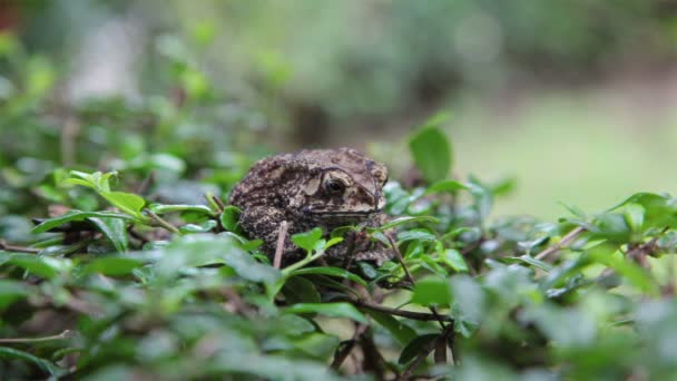 Yeşil çim oturan kurbağa — Stok video