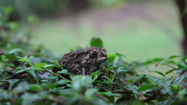 Toad zitten in groene gras — Stockvideo