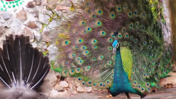 Indian Peafowl or peacock displaying colorful feathered tail with female — Stock Video