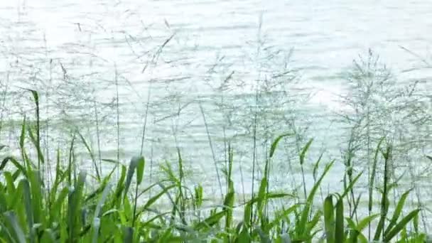 Usine d'herbe se déplaçant dans le vent à la rivière 