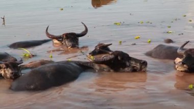 Kalabalık su gölet ve göllerde ve nehir ya da göl aşağı soğutma Buffalo